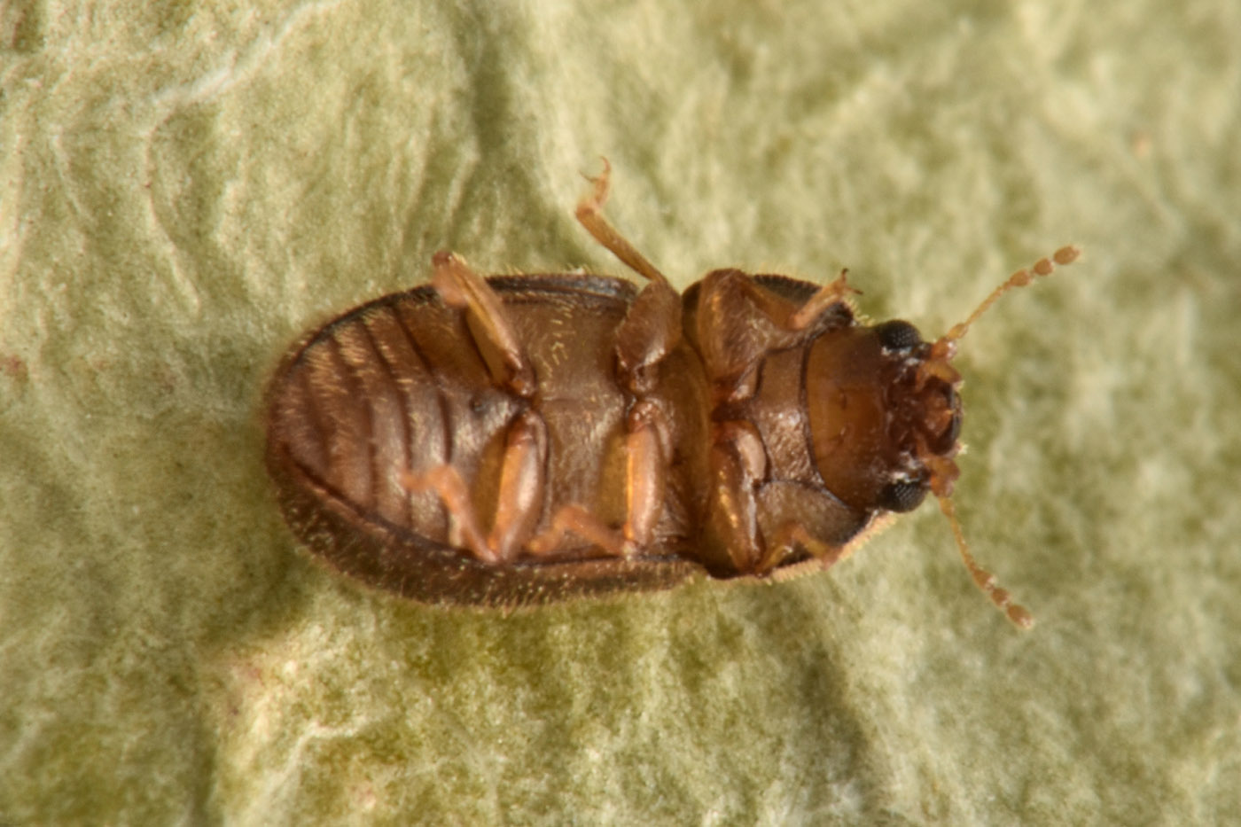 Ciidae: maschio di Cis chinensis? Cis aff. chinensis